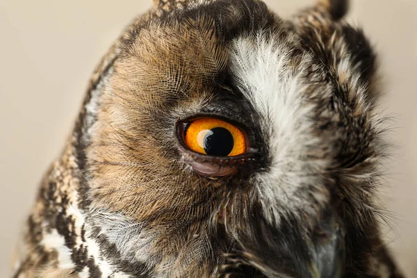 漂亮的鹰猫头鹰 米色背景 掠食性鸟类 — 图库照片