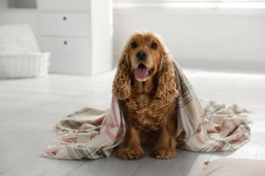 Şirin İngiliz cocker spaniel köpek yerde ekose ile