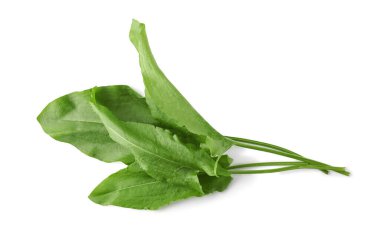 Beyaz arka planda taze yeşil kuş yaprakları var.