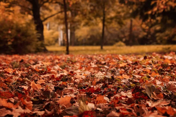 Schöne Aussicht Auf Den Wald Einem Herbsttag — Stockfoto