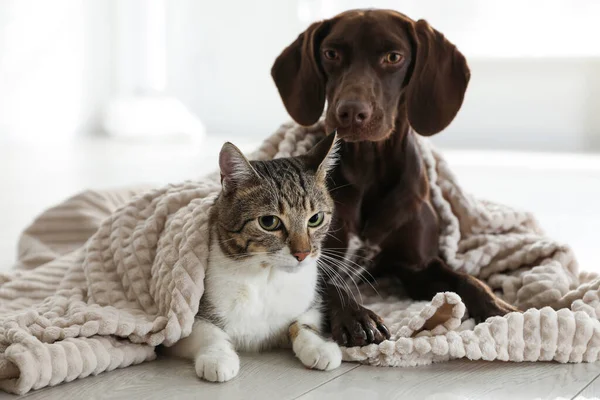 Adorable cat and dog together under plaid on floor indoors