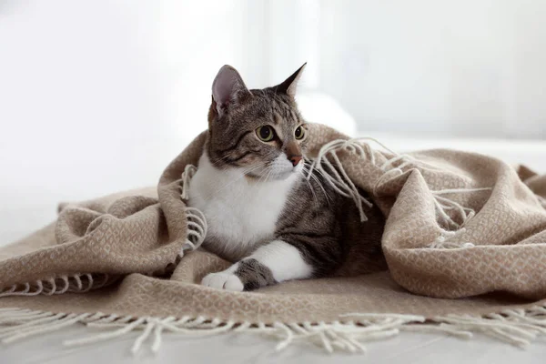 Красивая Кошка Клеткой Полу Помещении — стоковое фото