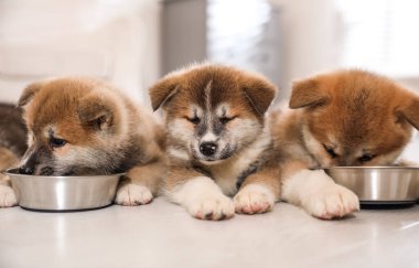 Sevimli Akita Inu yavruları içeride yemek kaselerinden yiyorlar.