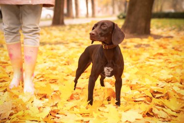 Tatlı Almancası olan kadın, Pointer 'ı sonbahar günü parkta yayınladı.