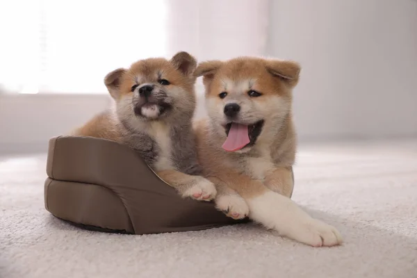 Adoráveis Filhotes Akita Inu Cama Cão Dentro Casa — Fotografia de Stock