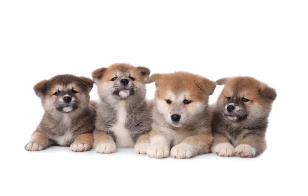 Bedårande Akita Inu Valpar Vit Bakgrund — Stockfoto