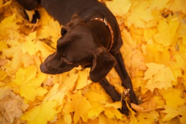 Carino Puntatore Pelo Corto Tedesco Parco Nella Giornata Autunnale Sopra — Foto Stock