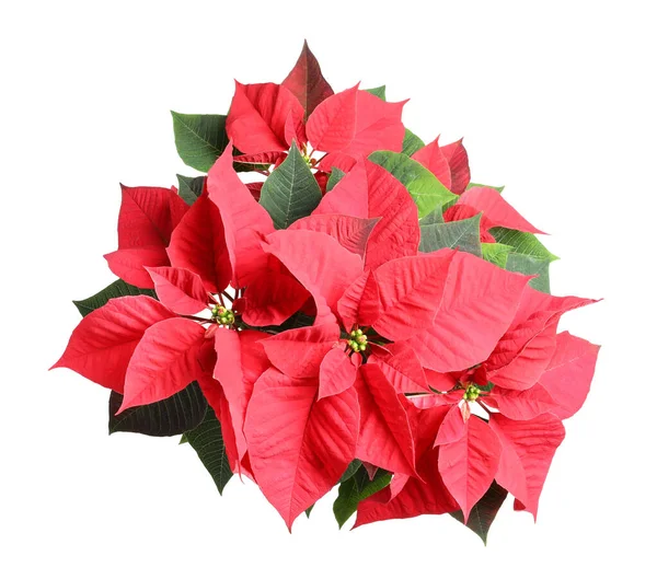 Red Poinsettia Geïsoleerd Wit Bovenaanzicht Kerstmis Traditionele Bloem — Stockfoto