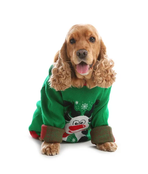 Adorable Cocker Spaniel Christmas Sweater White Background — Stock Photo, Image