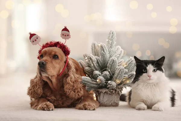 밴드에 귀여운 스페인 장식용 크리스마스 근처에 고양이 — 스톡 사진
