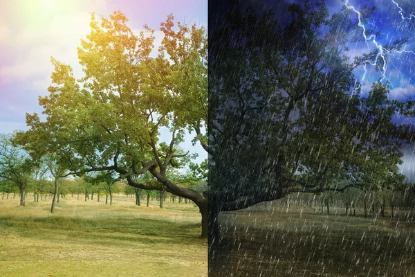 日当たりの良い嵐の天気の間にフィールドで美しいオークの木 コラージュ — ストック写真