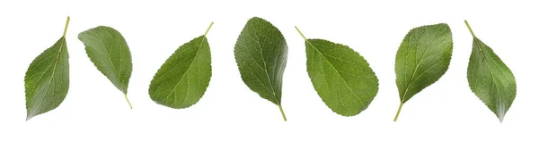 Συλλογή Από Πράσινα Φύλλα Δαμάσκηνου Λευκό Φόντο Σχέδιο Banner — Φωτογραφία Αρχείου