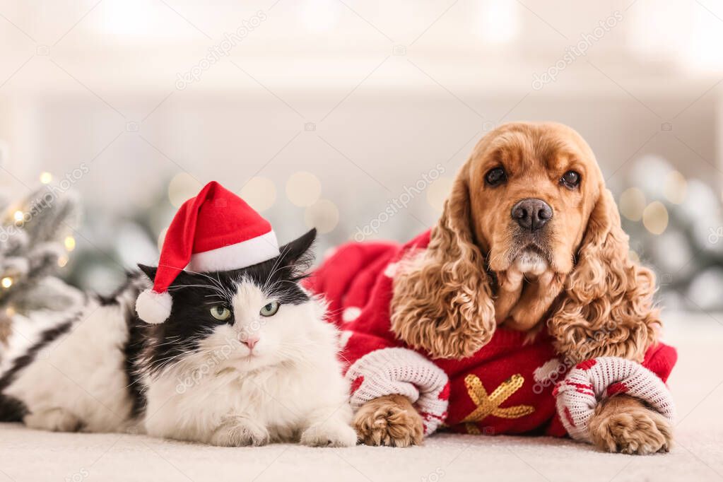 Adorable Cocker Spaniel dog with cat in Christmas sweater and Santa hat on blurred background