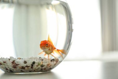 Akvaryumdaki güzel, parlak balıklar masada, yakın plan.