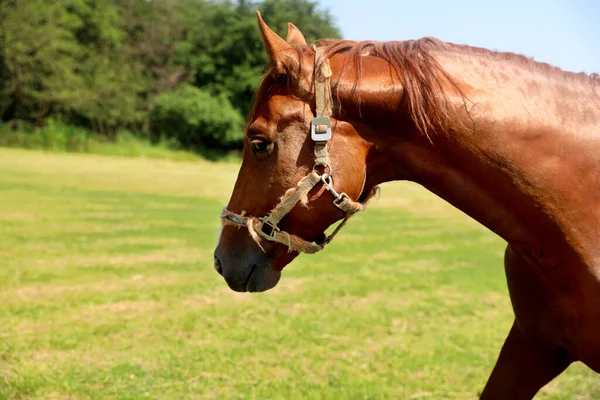 晴れた日には屋外で栗の馬 美しいペット — ストック写真