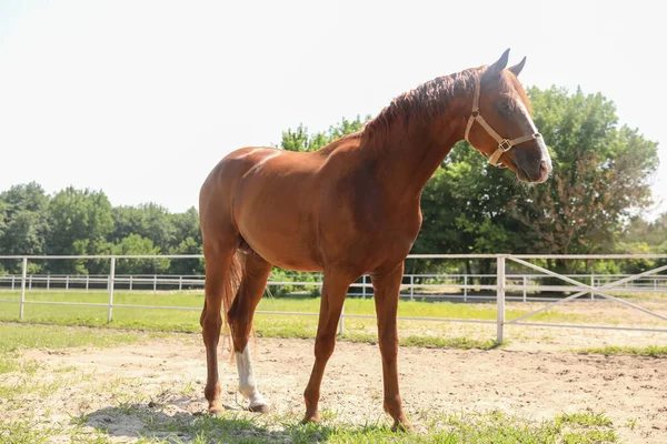 Cheval Châtaignier Dans Paddock Par Une Journée Ensoleillée Bel Animal — Photo