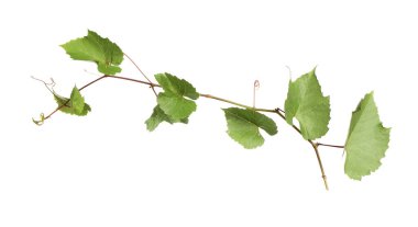 Beyaz yapraklı taze üzüm.