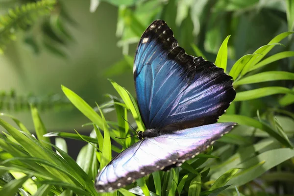 Piękny Motyl Morpho Zielonych Roślin Ogrodzie — Zdjęcie stockowe