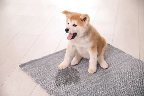 Adorable Cachorro Akita Inu Cerca Del Charco Alfombra Interior — Foto de Stock