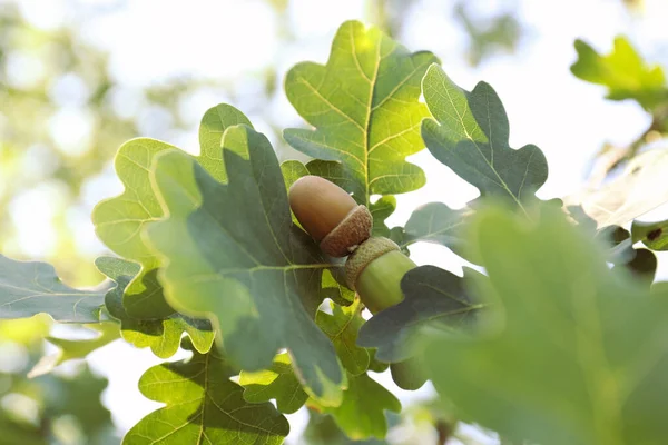Detailní Pohled Dub Zelenými Listy Žaludy Venku — Stock fotografie