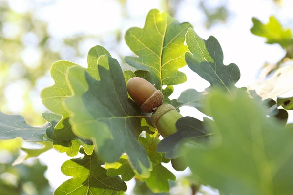 Vista Cerca Roble Con Hojas Verdes Bellotas Aire Libre — Foto de Stock