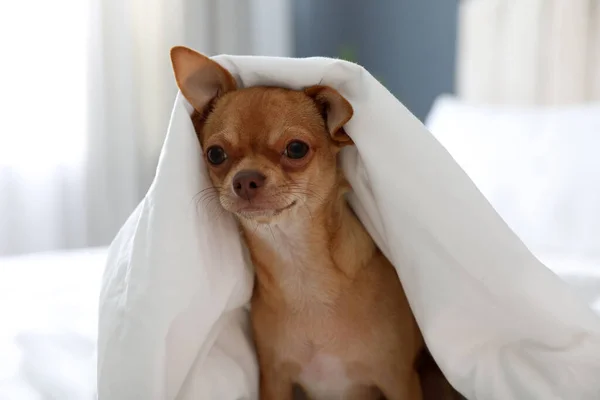 Lindo Perro Chihuahua Bajo Manta Casa — Foto de Stock