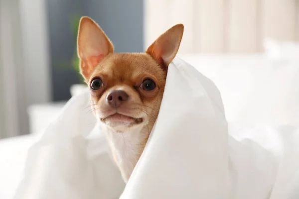 Lindo Perro Chihuahua Envuelto Manta Casa Primer Plano — Foto de Stock