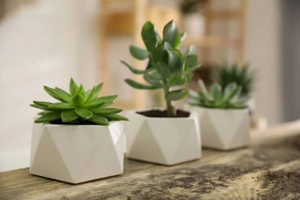 Belas Suculentas Vaso Mesa Madeira Dentro Casa Espaço Para Texto — Fotografia de Stock