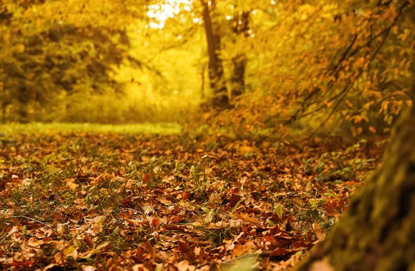 Vista Borrosa Del Bosque Día Otoño Centran Suelo Cubierto Hojas — Foto de Stock