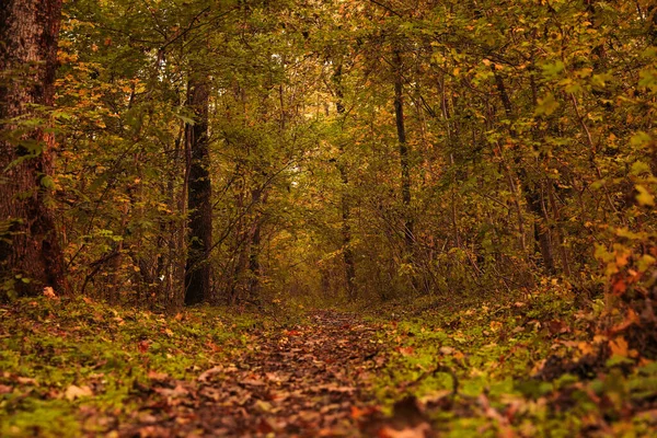 秋の日の森の中の通路の美しい景色 — ストック写真