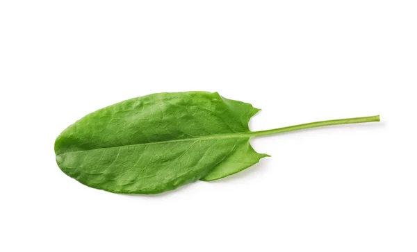 Świeże Zielone Pojedyncze Liście Sorrela Izolowane Białym Powyżej Widoku — Zdjęcie stockowe