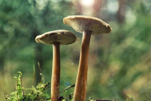 Paddenstoelen Groeien Wildernis Herfstdag Close — Stockfoto