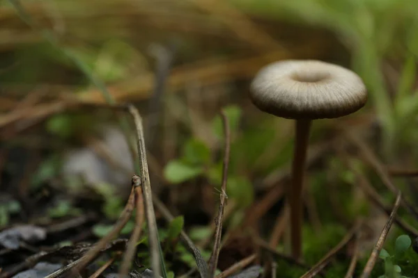 Champiñones Creciendo Naturaleza Día Otoño Primer Plano —  Fotos de Stock