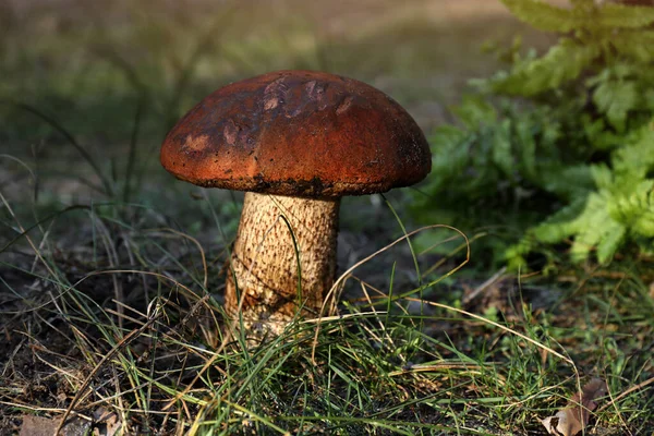 Champignon Sauvage Frais Poussant Dans Forêt Vue Rapprochée — Photo