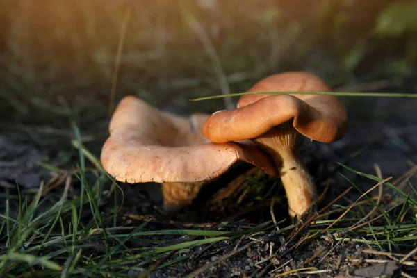 Verse Wilde Paddestoelen Groeien Het Bos Close Uitzicht — Stockfoto