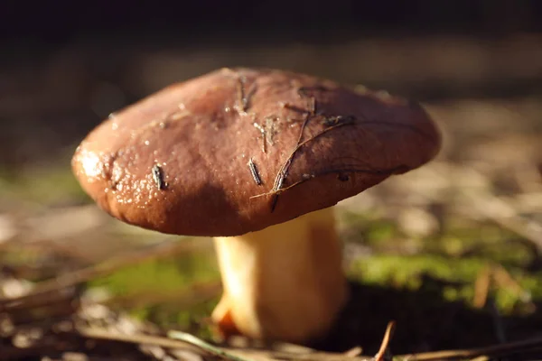 Fresh Wild Mushroom Growing Forest Closeup View — Stock Photo, Image