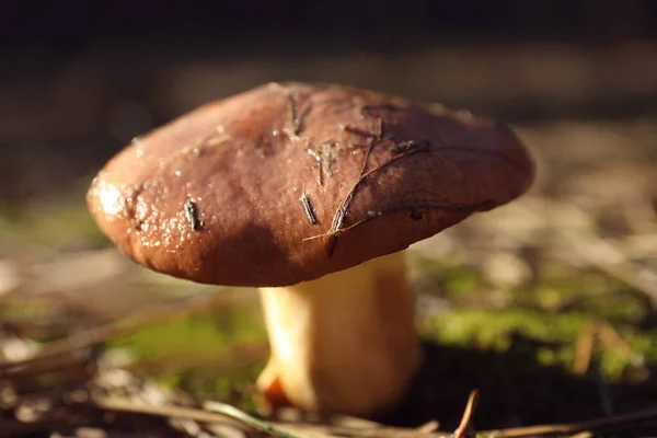 Champignon Sauvage Frais Poussant Dans Forêt Vue Rapprochée — Photo