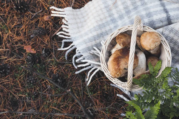 Wicker basket with fresh wild mushrooms in forest, above view