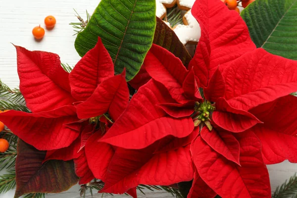 Vackra Julstjärnor Traditionella Julblommor Med Gran Grenar Rönn Bär Och — Stockfoto