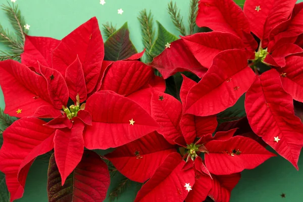 Vackra Julstjärnor Traditionella Julblommor Med Gran Grenar Och Konfetti Grön — Stockfoto