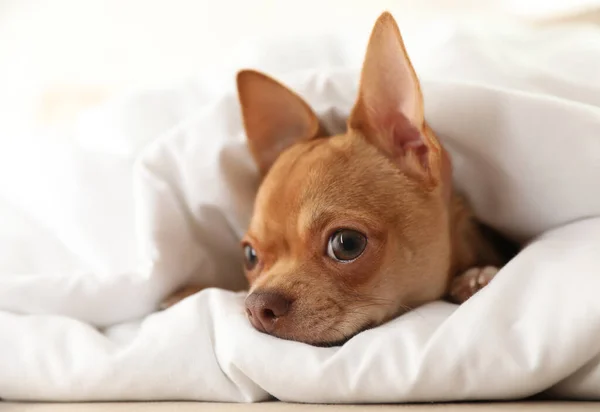 Cute Chihuahua Pies Zawinięty Koc Domu Zbliżenie — Zdjęcie stockowe