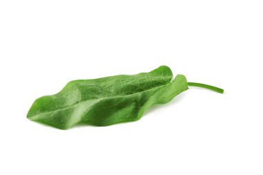 Taze yeşil tek kuş yaprağı beyaza izole edilmiş.