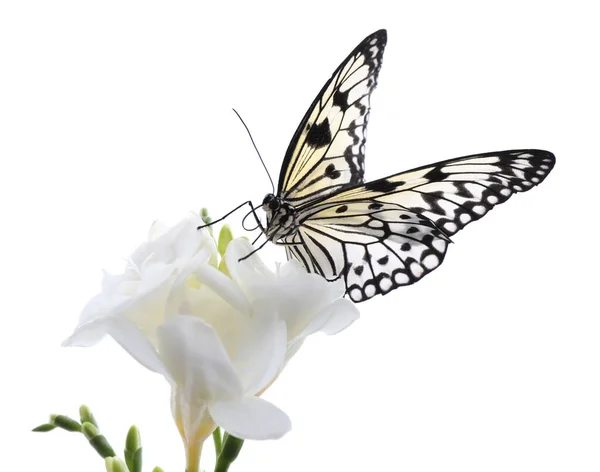 Beau Papillon Papier Riz Assis Sur Une Fleur Freesia Sur — Photo