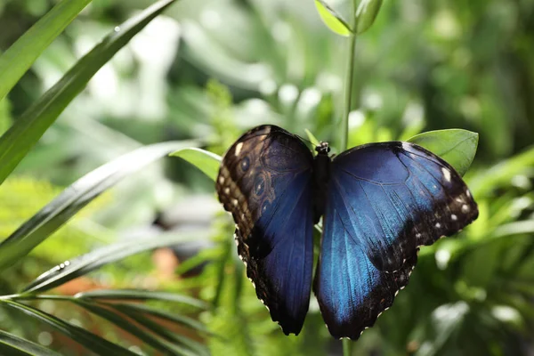 Borboleta Morpho Comum Bonita Planta Verde Jardim — Fotografia de Stock