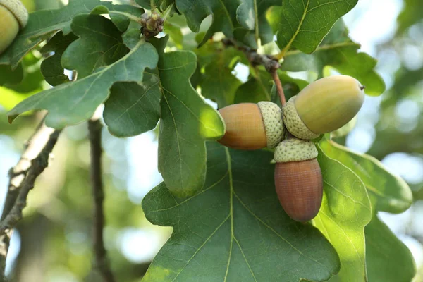 Closeup View Oak Green Leaves Acorns Outdoors — Stock Photo, Image