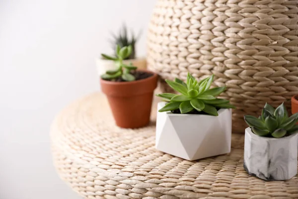 Indah Succulents Pada Wicker Berdiri Closeup Dekorasi Interior — Stok Foto