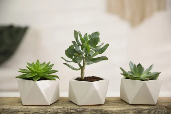 Indah Pot Succulents Meja Kayu Dalam Ruangan — Stok Foto