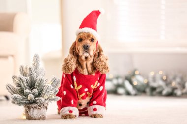 Noel süveteri içinde sevimli Cocker Spaniel ve Noel Baba şapkası dekoratif köknar ağacının yanında.