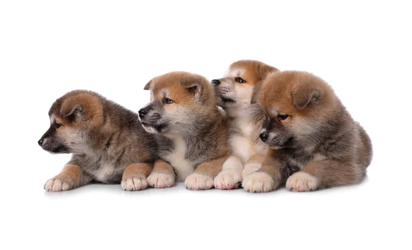 Adorables Chiots Akita Inu Sur Fond Blanc — Photo