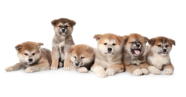 Adorables Cachorros Akita Inu Sobre Fondo Blanco —  Fotos de Stock